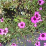 Geranium cinereum `Purple Pillow` (klein)